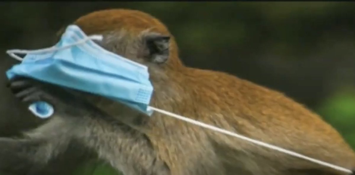 ntvkenya's tweet photo. Carelessly disposed masks pose deadly hazard for wildlife

https://t.co/7WOnQuCCty https://t.co/iuAglNEWXw