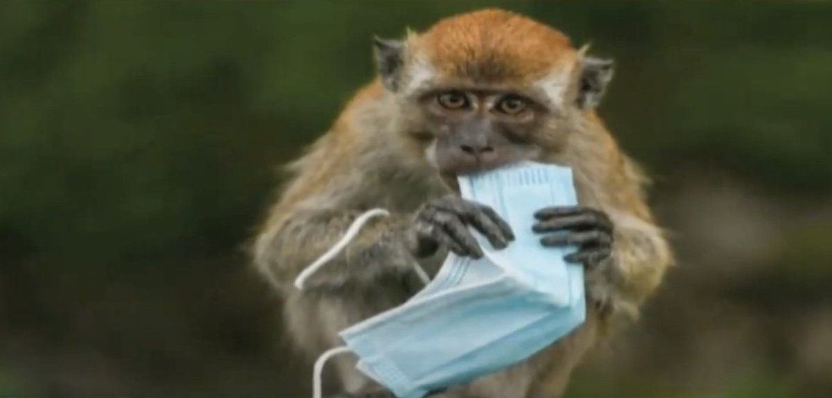 ntvkenya's tweet photo. Carelessly disposed masks pose deadly hazard for wildlife

https://t.co/7WOnQuCCty https://t.co/iuAglNEWXw