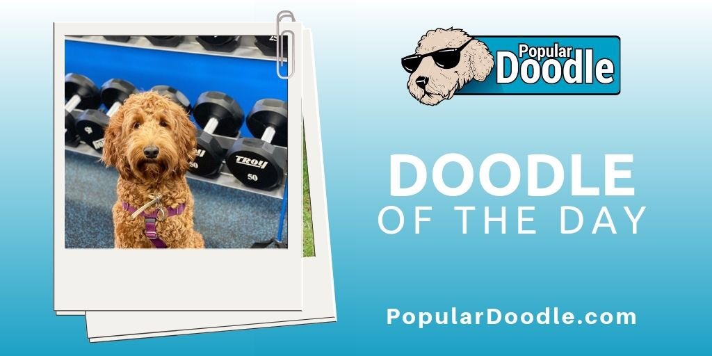 popular_doodle's tweet photo. Who’s crushing those new year’s resolutions?

📷 pretzelthephillydoodle (on IG)

#populardoodle #australianlabradoodle #australianlabradoodles #doodlesofpa #doodlesofpennsylvania #doodlesofphilly #doodlesofphiladelphia #dogsofphilly #dogsofphiladelphia #dogsofpa https://t.co/EP3by3PayG