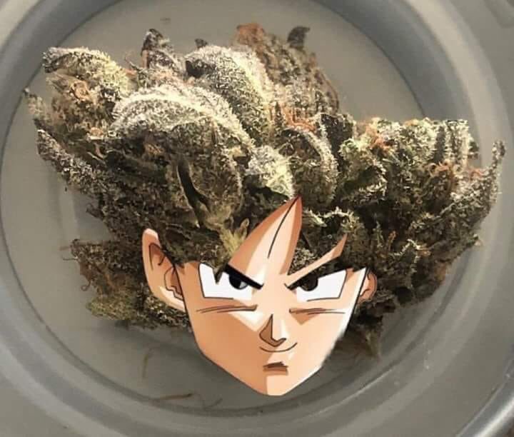 ChaiDippedPapi's tweet image. If your weed isn't this strong, I don't want it