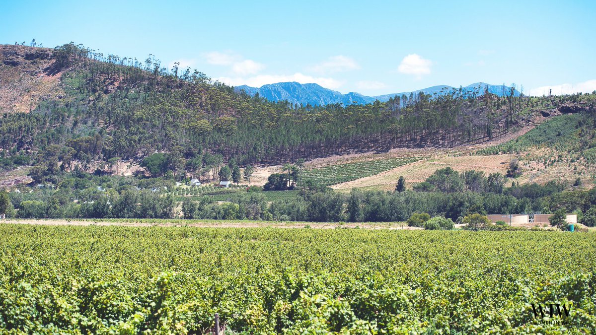 WomenInWine_'s tweet photo. This Is What We Stand To Lose... To flatten the curve is one way another is to push for more comprehensive solutions. We need to do that now!

#savesawine #womeninwine #wosa #finewine #capewinelands #staysafe #socialdistancing #FlattenTheCurve https://t.co/N1sNr1uZL6