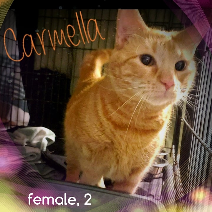 Carmella is a 2 yr old female orange tabby looking for lots of love in a new home. She would do best as the only pet. #adoptables #cats #kittens #philly #BucksCountyPA #catrescue #nokill #bingosfoundation #adoptdontshop
#CatsOfTwitter