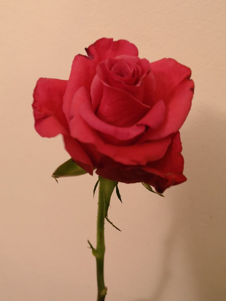 ReferencesFor's tweet image. A pretty red flower. It's slightly withered, sorry about that!