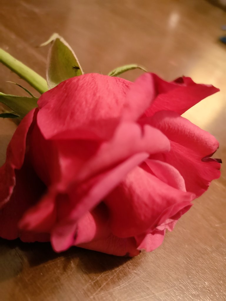 ReferencesFor's tweet image. A pretty red flower. It's slightly withered, sorry about that!