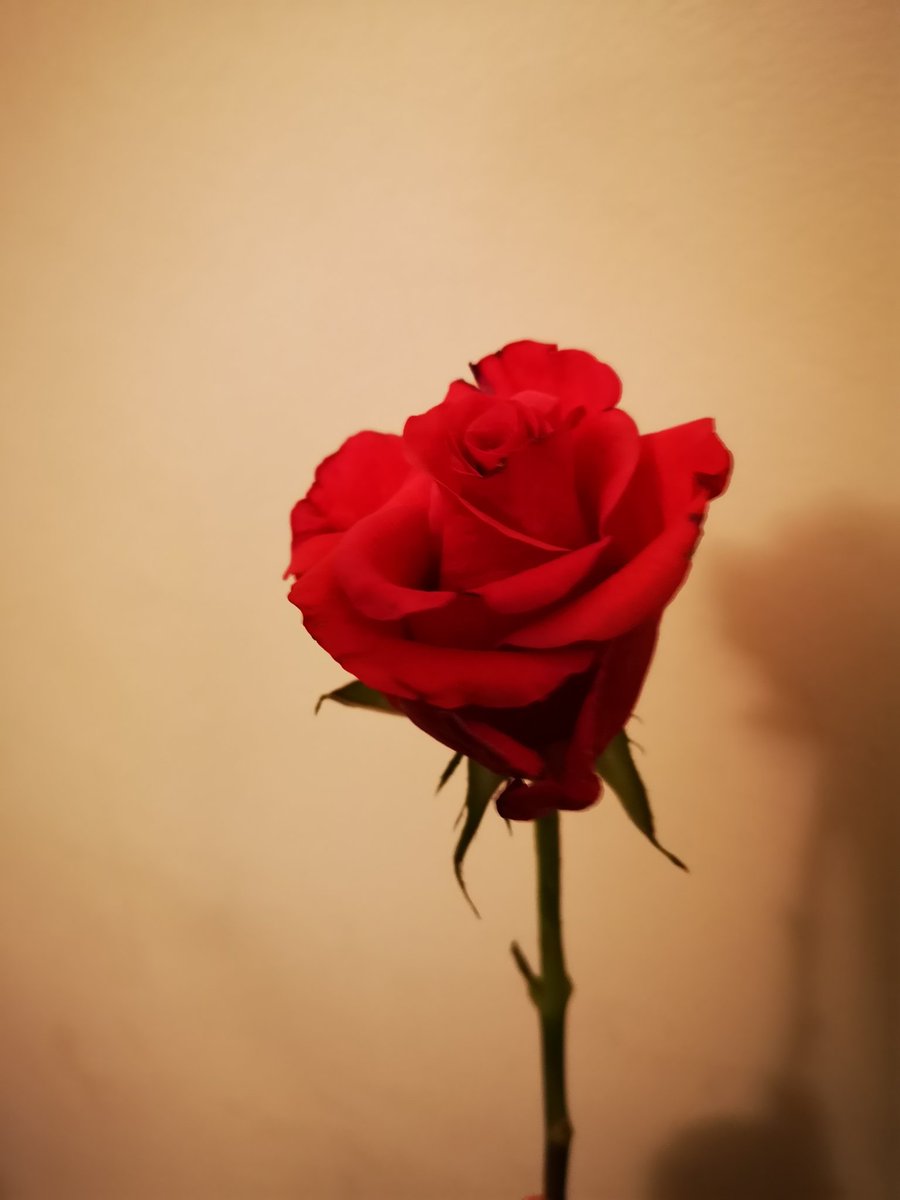 ReferencesFor's tweet image. A pretty red flower. It's slightly withered, sorry about that!