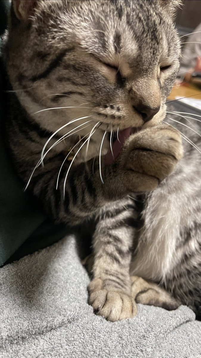 もやし王国 フリーザ様猫飼っていらっしゃったとは ๑ºdº๑ 性格猫らしい猫ですね W うちに昔居た猫 もそんな感じで超気まぐれ猫でした W しょっちゅう引っ掻かれましたw