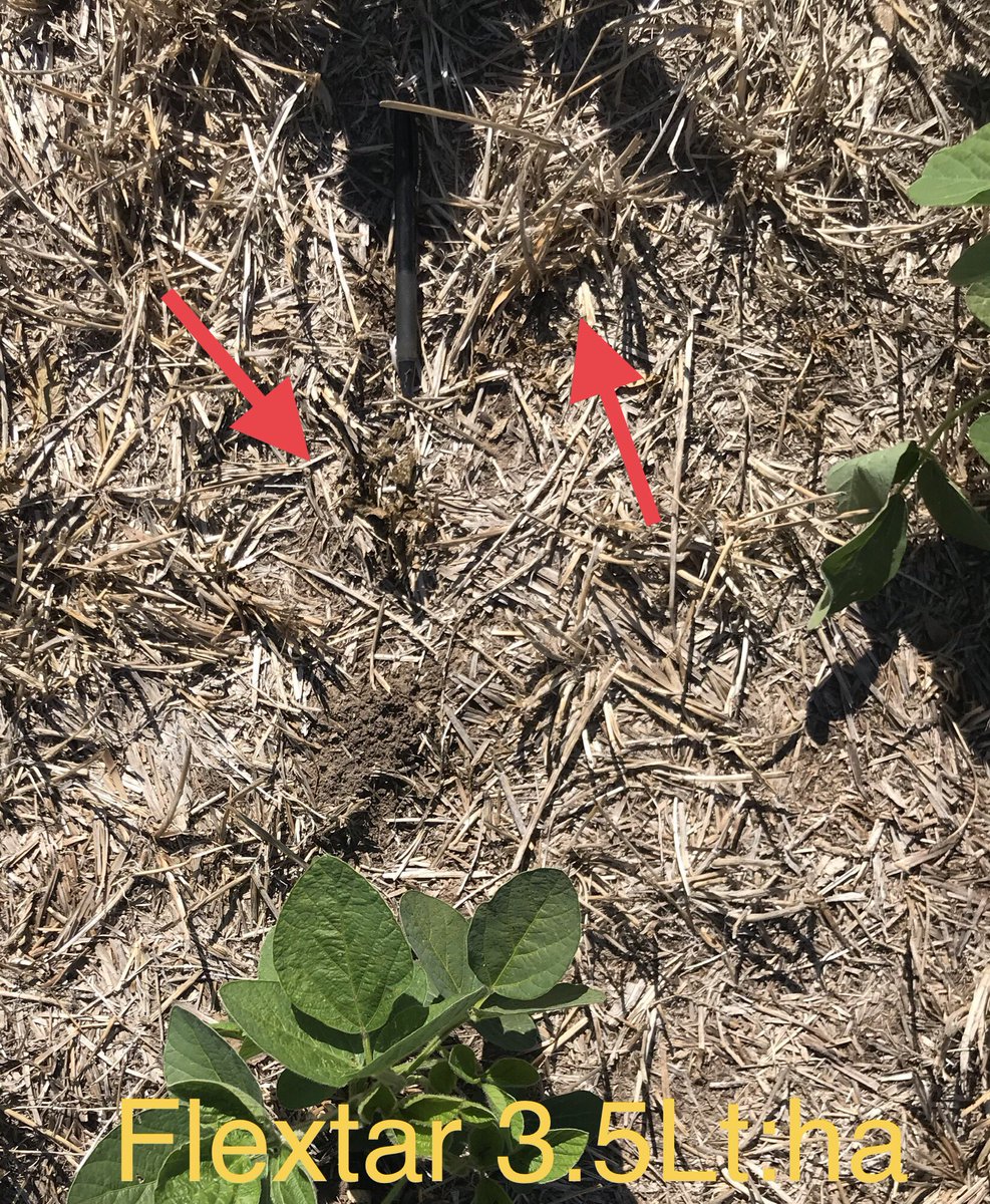 fede_pemont's tweet photo. Control de Amaranthus con 
#FLEXTAR GT y #EDDUS. Excelentes  herramientas⚒ para dif situaciones 

Claves:
✔️Humedad suelo
✔️Calidad de app
✔️Tamaño de Amths: limite de control

@Syngenta_ar @grupomaccio https://t.co/kyQdTFLzKv