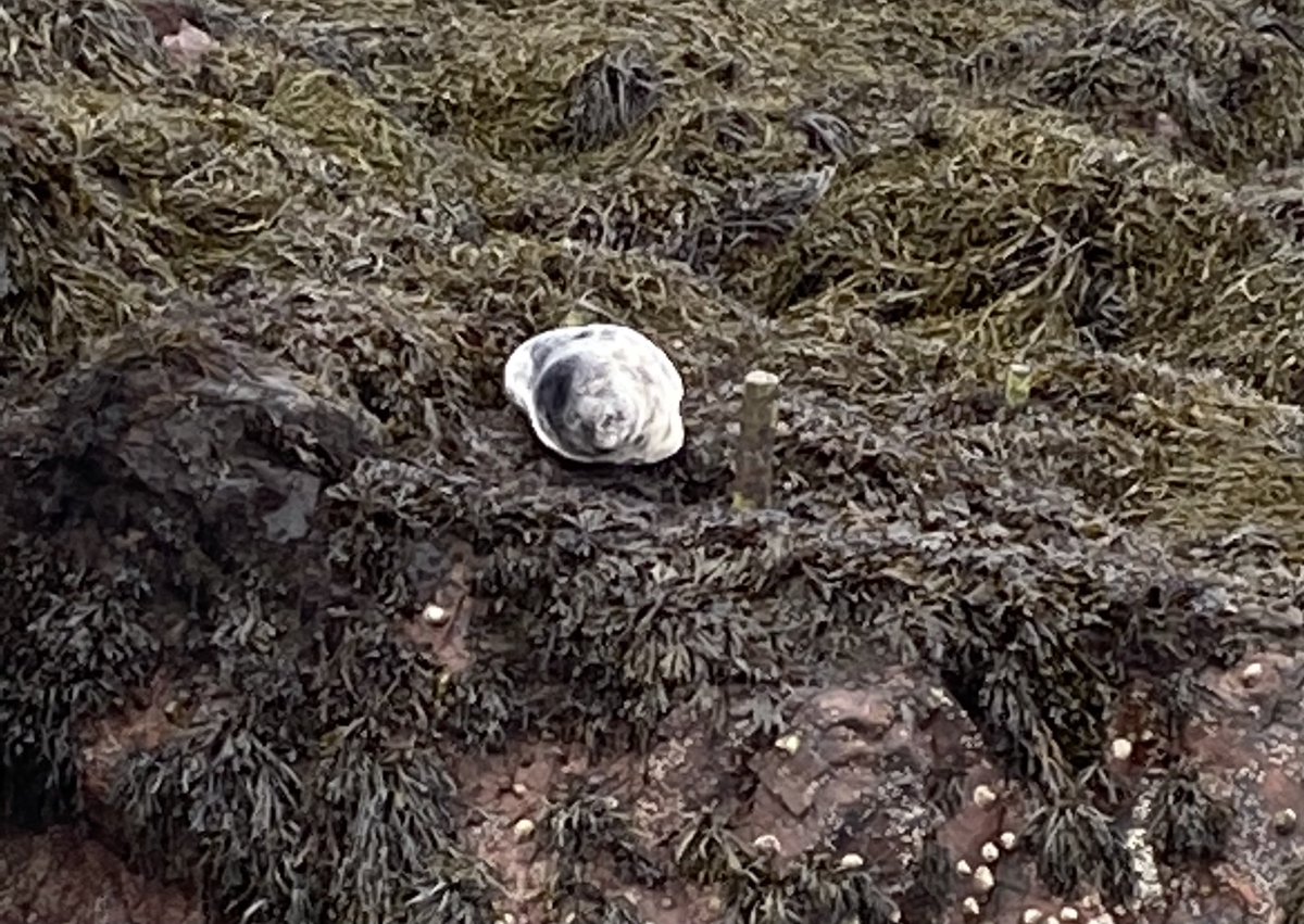 StAbbsDiving's tweet photo. Baby seal in harbour today. https://t.co/uZQO5TEpmZ