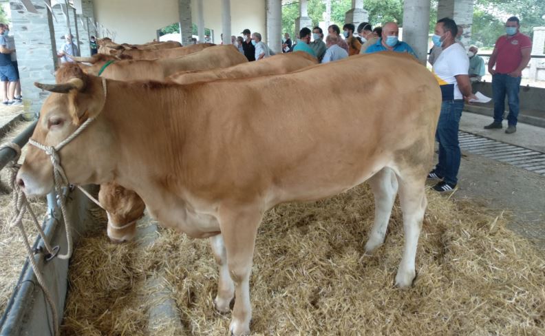 livestockspain's tweet photo. 🆕🆕 ¿Quieres saber más sobre el Grupo Operativo (G.O.) #ExportGEN? 👉 La revista de @acruga1 ha elaborado este completo reportaje en que habla de la promoción de #RazasPurasEspañolas para facilitar la exportación de material genético.
✅ @FEAGAS
➡️ https://t.co/eHh90huLXZ https://t.co/L6L5wzHCwp