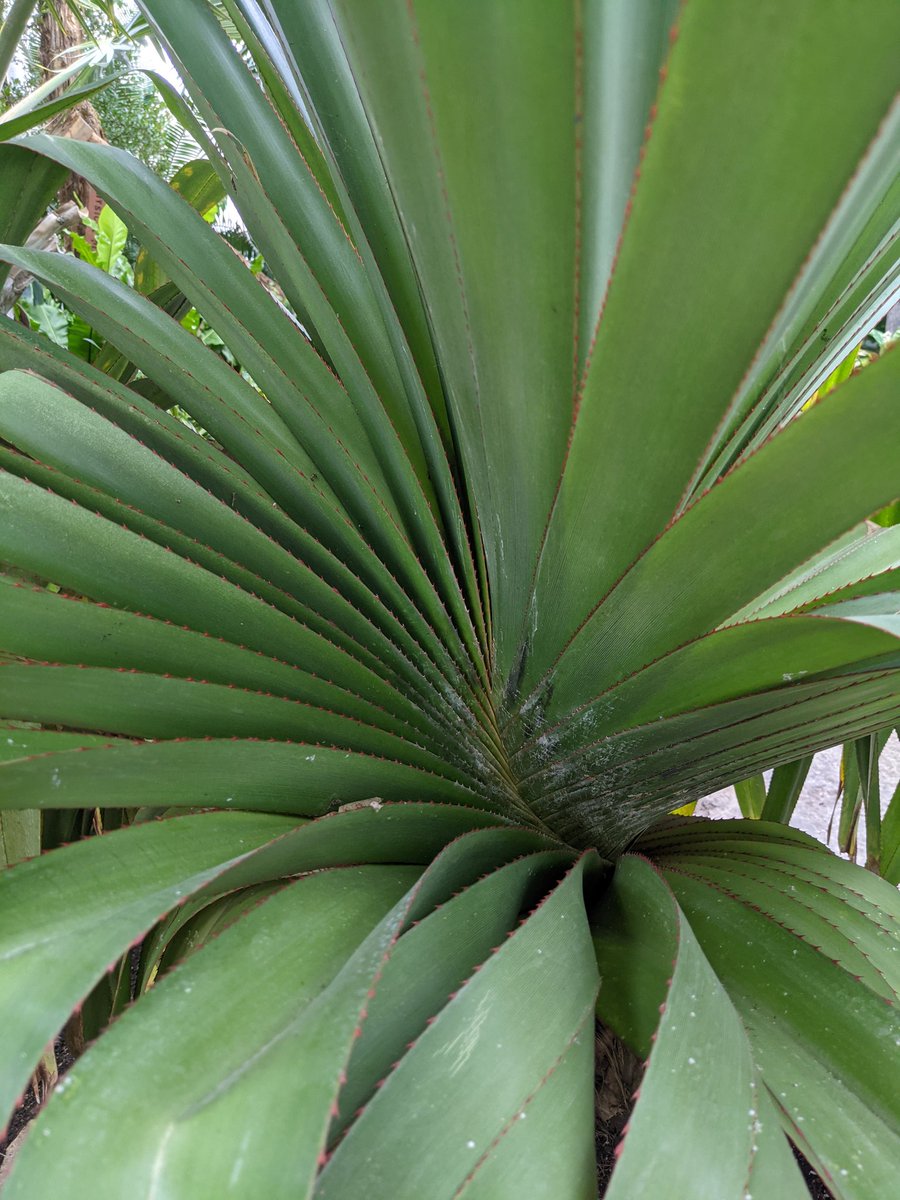 KeriByrum's tweet image. Commonly called a screw pine, this small Pandanus already has it's characteristic spiral of leaves. #pandanus