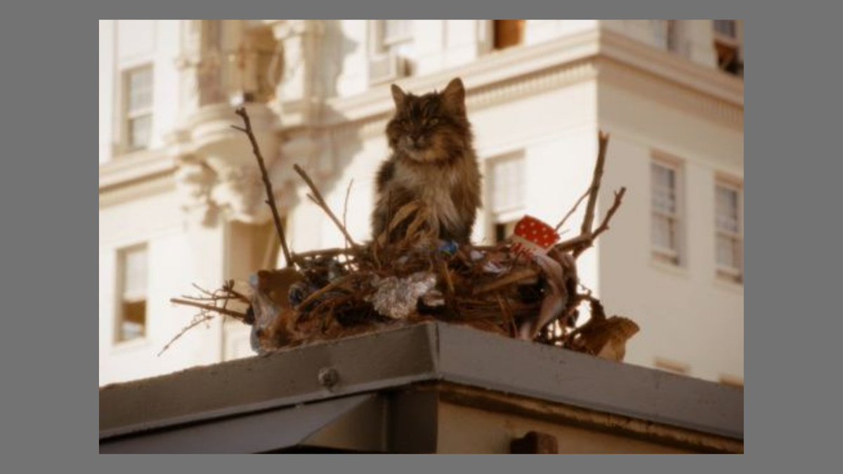 SmallScreenChat's tweet photo. What's more frightening than a birdcat? Obviously not being caught up on @WhosThatGirlPod - check it out today and catch up on the first season!
#podcast #whosthatgirlpod #newgirl #birdcat #cececrashes https://t.co/5rdajw38f1