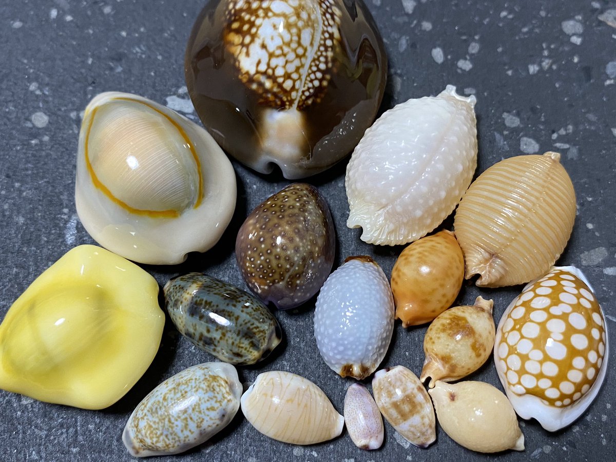 貝熊 沖縄の宝物 あー海に行きたい 貝熊 沖縄の宝物 あー海に行きたい
