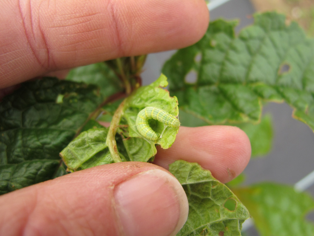 We <a href="/The_RHS/">The RHS</a> plant health team are recruiting,  help us improve the health of garden plants:  search for 'Biosecurity' officer  and 'Plant Health Advisor' s at rhsocli.webitrent.com/rhsocli_webrec… deadlines very soon!