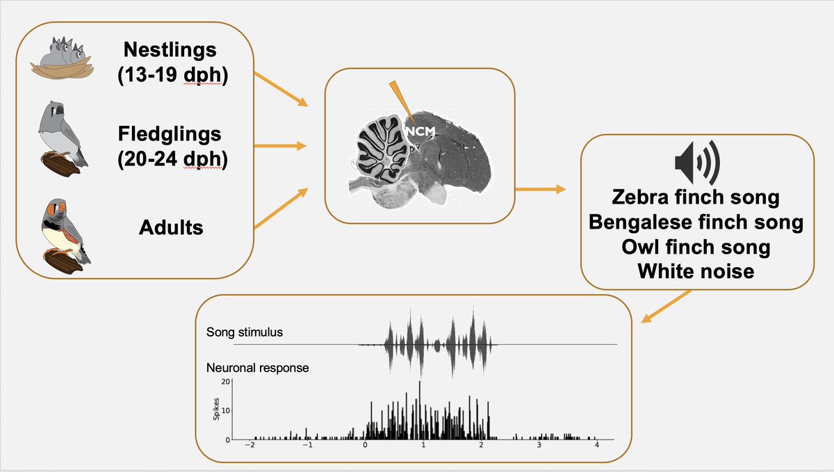 I conducted extracellular recordings in the auditory forebrain region NCM (analogous to mammalian A2) of young  #zebrafinches to assess neural properties and responses to species-specific songs before the sensitive period of song motor learning opens.4/8