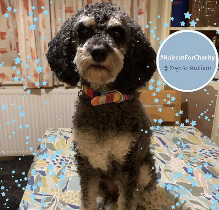 Kyla was due a spa day after giving birth to her adorable puppies, but lockdown 3.0 meant this was cancelled. So we gave her a #HaircutForCharity at home instead! Why not give your dog a haircut for charity? Just text HAIRCUT to 70480 to donate £5 to DfA🎁