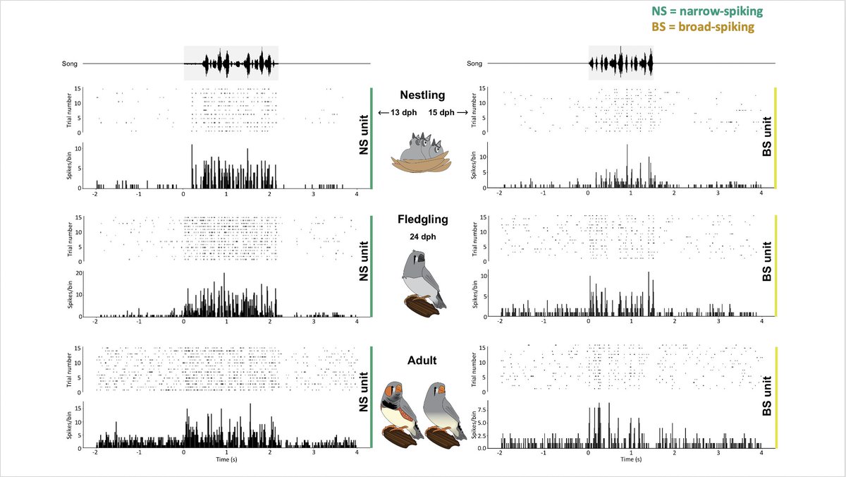 Remarkably, all birds were highly responsive to songs. Nestlings even showed the same putative cell types and stimulus-specific adaptation that is characteristic of NCM in adults!5/8