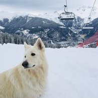 ❄️🎶🐶 Pooch on the piste! He’s thinking who he’d like to book for Après Privé. Can you list your canine inspired @apresskibands musician, band &amp; DJ puns below? Ready, steady, go! #apresskibands #aprèsprivé #apresski #snowdog #dogsinsnow #snowday
