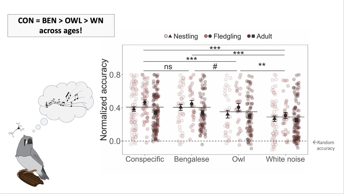 Fidelity of temporal coding also showed the same pattern in response to different species’ songs across all ages, suggesting that species recognition is either innate or learned very early.6/8