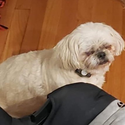 SistersInBiz's tweet photo. Have you seen this White #LostDog ?  She was wearing her invisible fence collar
Be on the lookout #NorthKingstown #RI 
Last seen: Fairfield Drive &amp; Potter Rd
If spotted call (401) 294-3316 #RhodeIsland 
https://t.co/gq6JRv07KK #OceanState https://t.co/x5DYpvWKk1