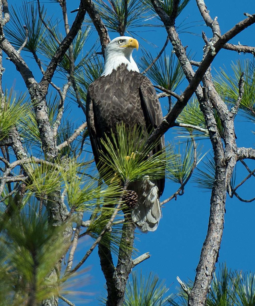 nwfdailynews's tweet image. Mike McClellan took this photo of a bald eagle on Dec. 28 over Horseshoe Bayou in Sandestin. Send your photos to ntomecek@nwfdailynews.com. Include your name, city of residence and information about the photo.