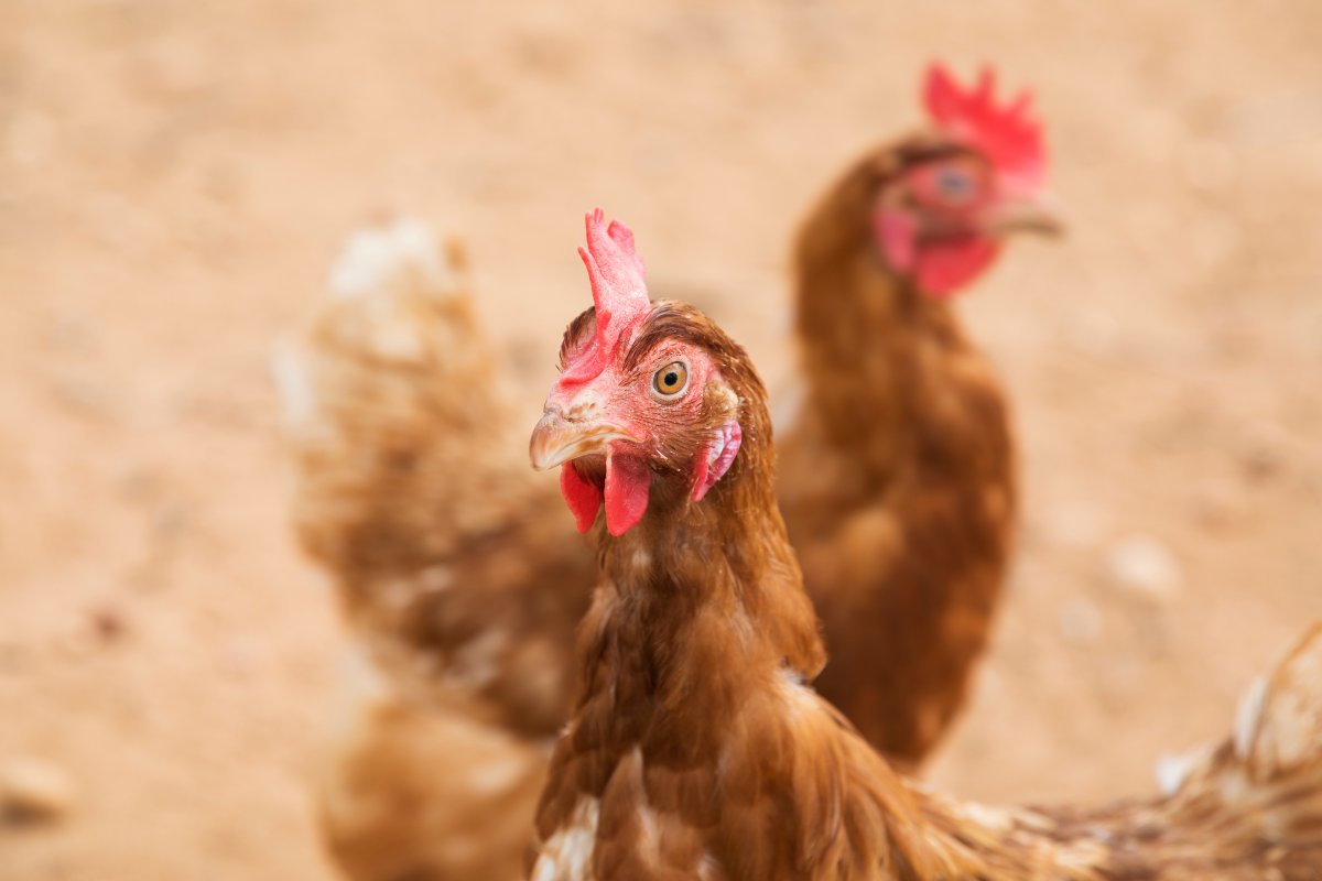 Here the facts: 

🧬There are 200+ zoonoses, most originating in wildlife
💰Over 13 yrs, zoonoses cost the world over US$120 billion 
👨2.4 billion people fall ill each year with a zoonoses

Protecting animals improves our world!