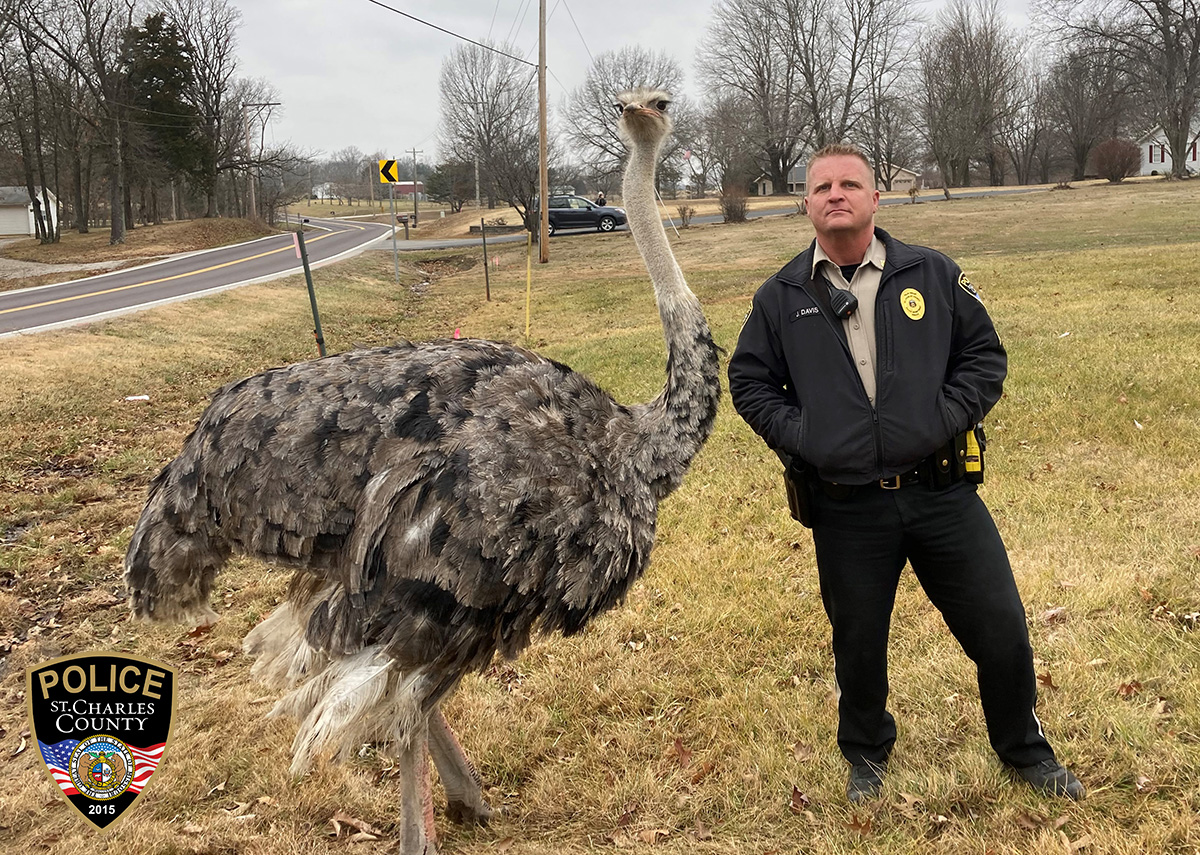 SCCMOPD's tweet photo. There are no routine service calls in policing. Last Friday, “Clyde the Ostrich” went on an unsupervised walk through his neighborhood. Luckily, Sgt. Davis and D Platoon officers located him and safely escorted him home. #SCCPDCommunity https://t.co/PDrZrRf0JD
