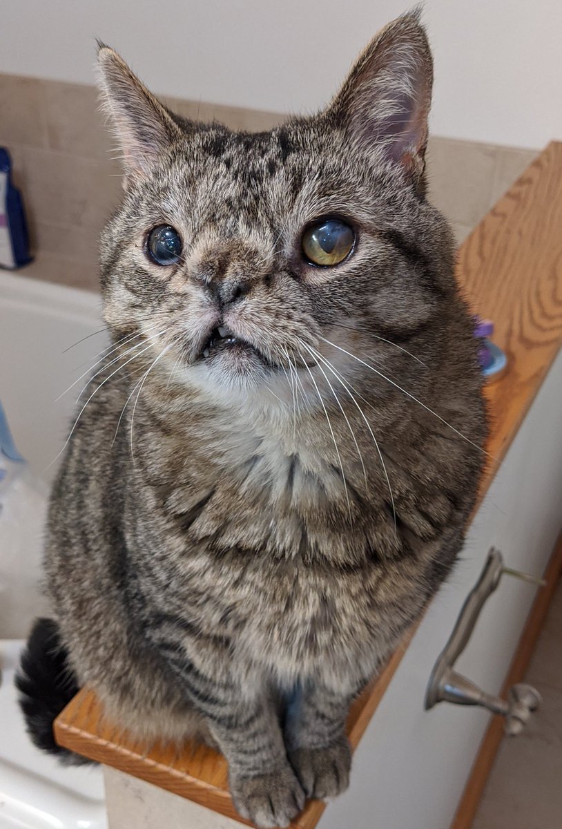 CatZamboni's tweet photo. Contemplating the mysteries of life https://t.co/XegldLsh75