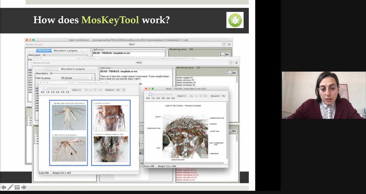mine_altinli's tweet photo. cons of online teaching: no practicals to teach mosquito identification in person
pros of online teaching: learning how to identify mosquitoes using MosKeyTool from @filizzgunay!
Thanks a lot for joining our master module today for this fun learning session! @MediLabSecure https://t.co/pT9JtEcTzx