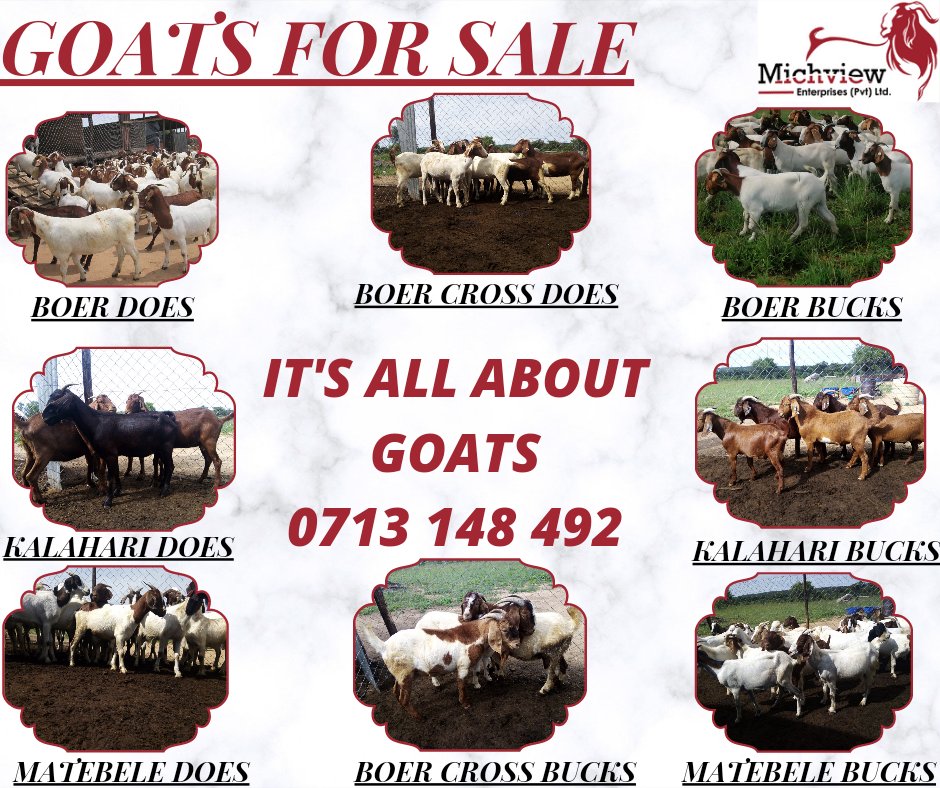 Goats For Sale...Hurry!!! Hurry!!!...While the stock last...🏃🏃‍♀️🏃 <a href="/michview/">Lindani Ncube</a> <a href="/ZAGPGoats_Pigs/">VALUE Consortium</a> <a href="/zakis_zagp/">ZAKIS_ZAGP</a> <a href="/newtoncharig/">Newton Chari</a> <a href="/pmsagonda/">Phineas Sagonda</a> @Yvstom_M <a href="/PMafira/">PRECIOUS MAFIRA</a> <a href="/farmhutafrica/">Farmhut Africa</a>