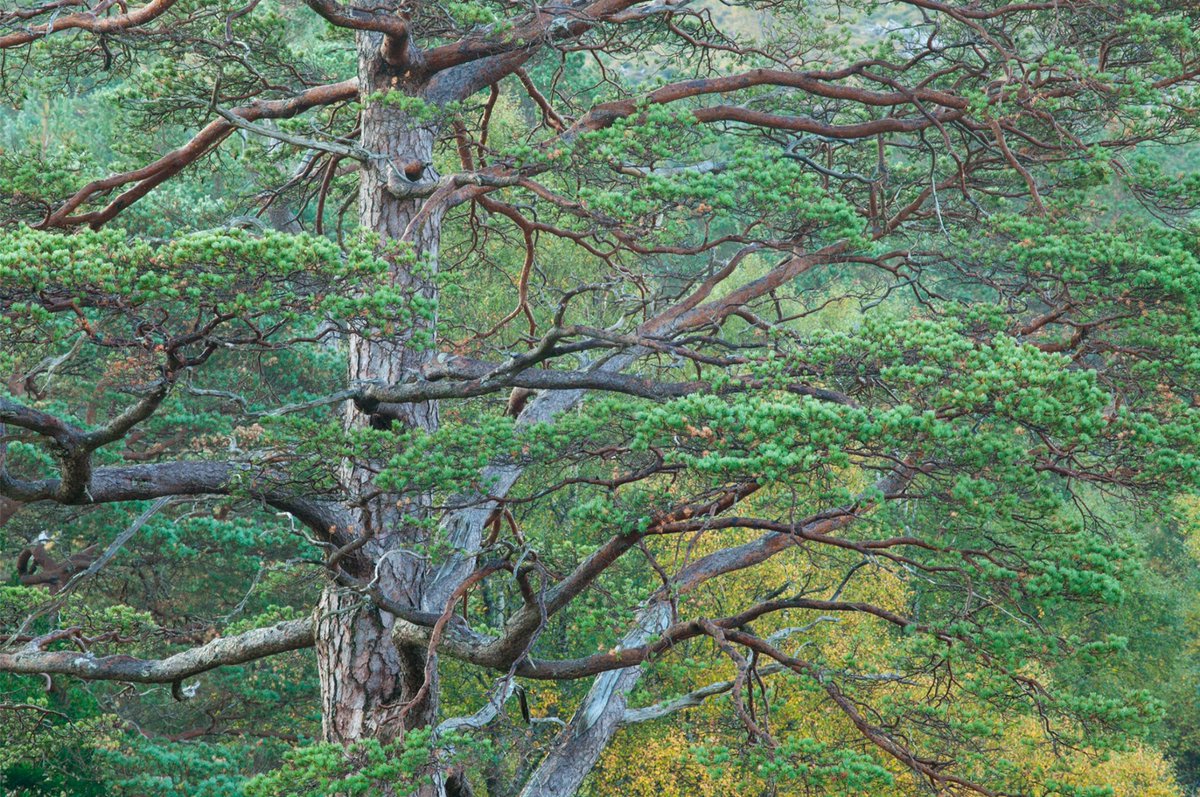 ScotlandTBP's tweet photo. In ideal ground, Scots pines can mature into huge structures with a wide canopy and a wonderful layered array of tentacle-like branches emerging horizontally from the main stem. 

Download #Pinelands for free, or include a donation for #rewilding: https://t.co/VGyJ14rzfb https://t.co/HeCz7fUZyg
