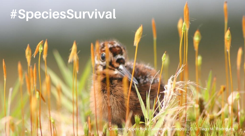 IUCNssc's tweet photo. New #SSCInternalGrant already opens for proposals! Aimed at our @IUCN Specialist Groups, Stand-Alone Red List Authorities, TaskForces and Conservation Committees to promote activities that contribute to the Species #Conservation Cycle. 
Apply by 08.02.21. https://t.co/OnHykex7Xm https://t.co/OonMwvHgi4