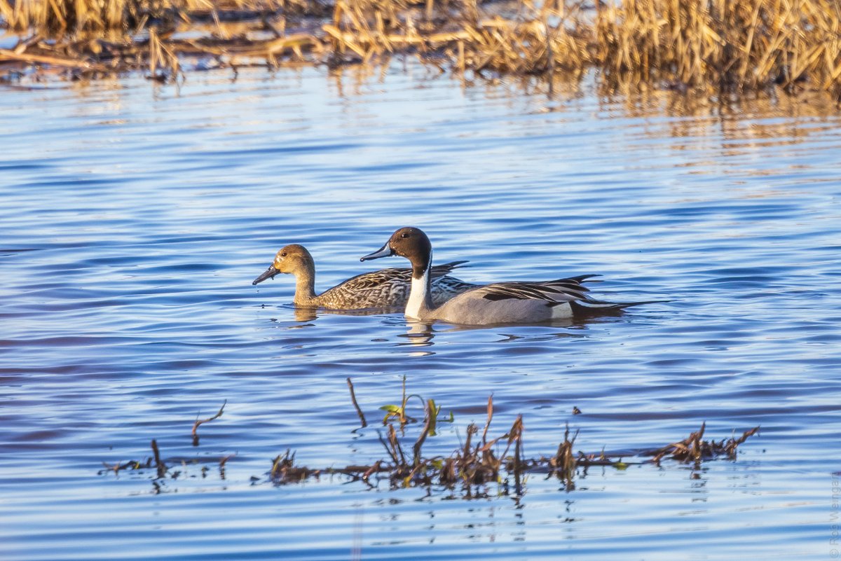 subtraho's tweet photo. Northern Pintail Couple, Bombay Hook NWR - #WaterbirdWednesday
#northernpintail #pintail #sodapper
#wildlife #wildlifephotography #birding #birdtwitter #birdtonic https://t.co/9liNCyuWAr