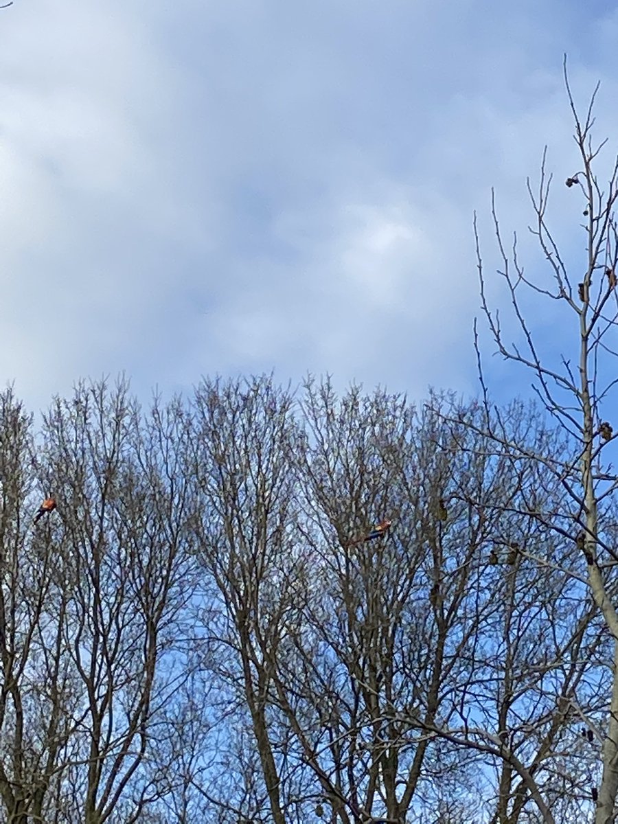 ScheidsVerduijn's tweet photo. Of ik word echt gek van het thuis werken of er zijn 2 papegaaien ontsnapt in Nieuwveen https://t.co/o3BsAv16hS