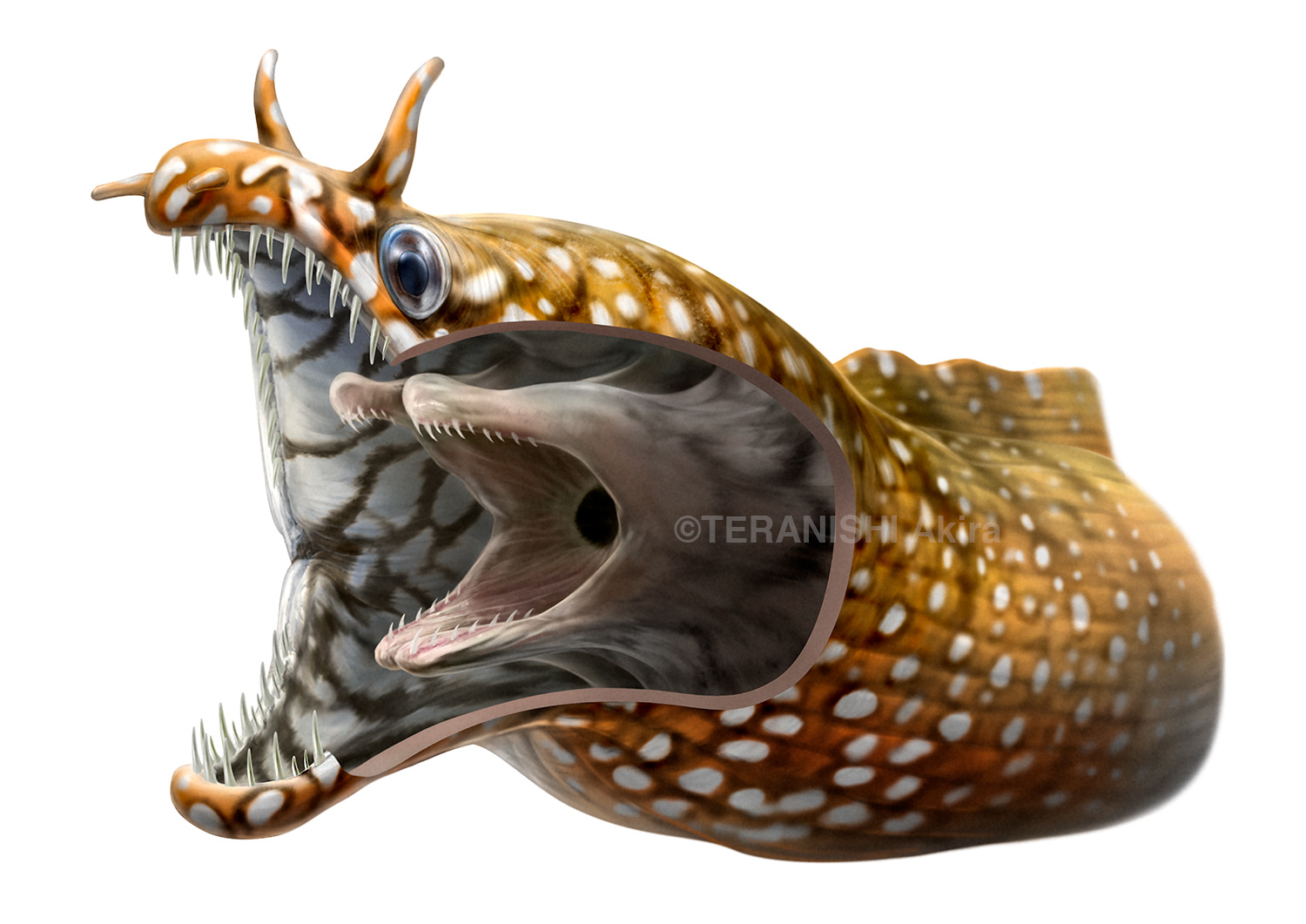寺西 晃 イラストレーター 写真の奥に置いてあるのはウツボの 咽頭顎 ウツボの口の奥にはもうひとつ口があるんです 凄いですねー イラストはサンシャイン水族館の展示パネル用に描いたもの T Co Daiie0mxis Twitter 寺西 晃 イラストレーター 写真の奥に置いてあるのはウツボの 咽頭顎 ウツボの口の奥にはもうひとつ口があるんです 凄いですねー イラストはサンシャイン水族館の展示パネル用に描いたもの T Co Daiie0mxis Twitter
