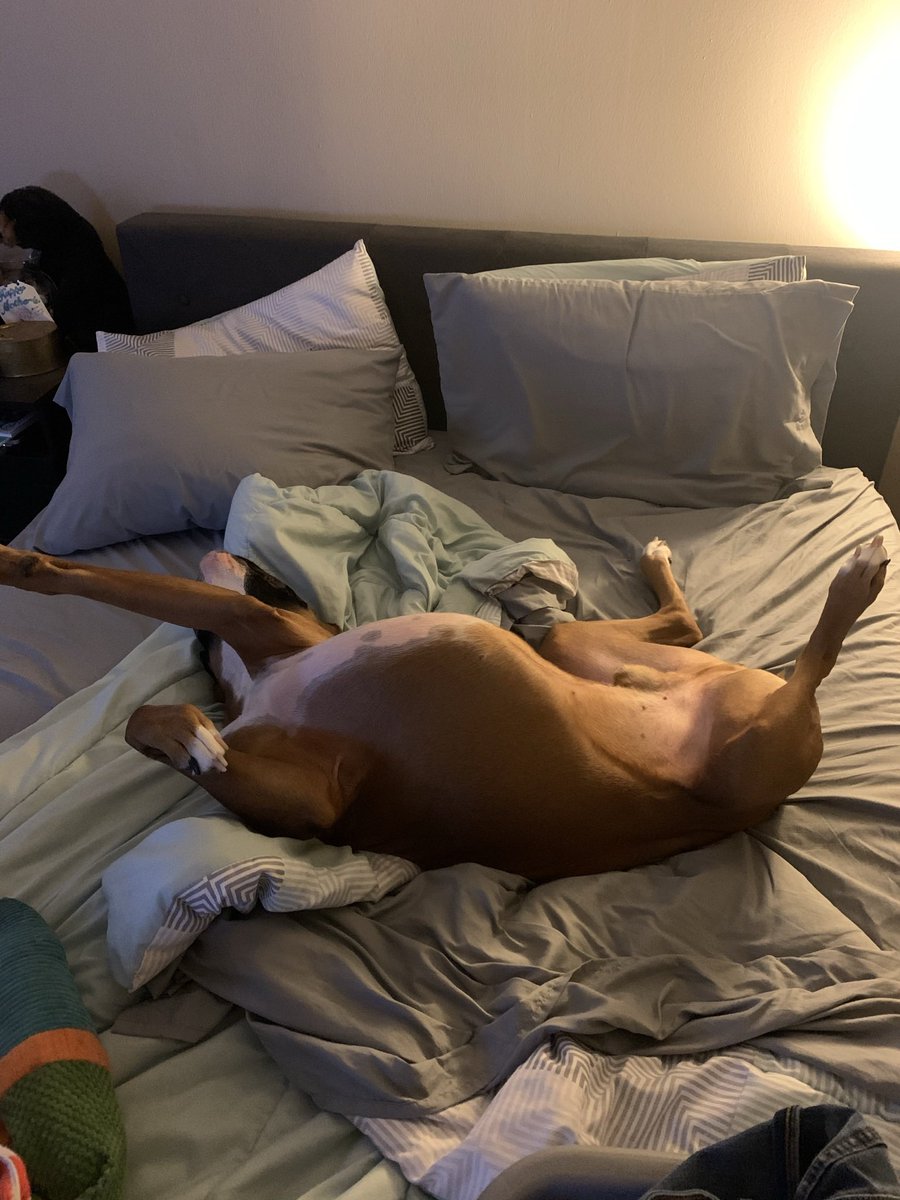 TheLynnSavage's tweet photo. Obviously not gonna make the bed because who am I to interrupt George’s beauty rest 😂😂😂 https://t.co/NF3h61c6qa