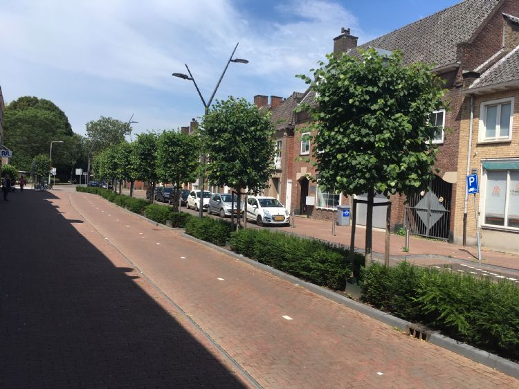 Hoe wordt een boom in de openbare ruimte 80 jaar oud? Dit artikel is nu beschikbaar op onze website! 
phc.eu/praktijk/boomz…