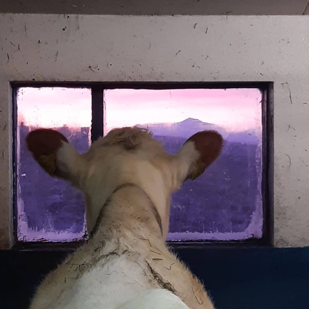 Mjallhvít nýtur útsýnisins út um fjósgluggann. Bráðum kemur betri tíð með blóm í haga.