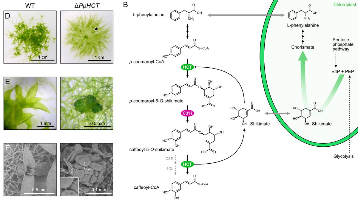 metabevo's tweet photo. Preprint accepted! Stay tuned 😉

Function of the HYDROXYCINNAMOYL-CoA:SHIKIMATE HYDROXYCINNAMOYL TRANSFERASE is evolutionarily conserved in embryophytes https://t.co/36G9WsziEd https://t.co/7wre2dGnxi