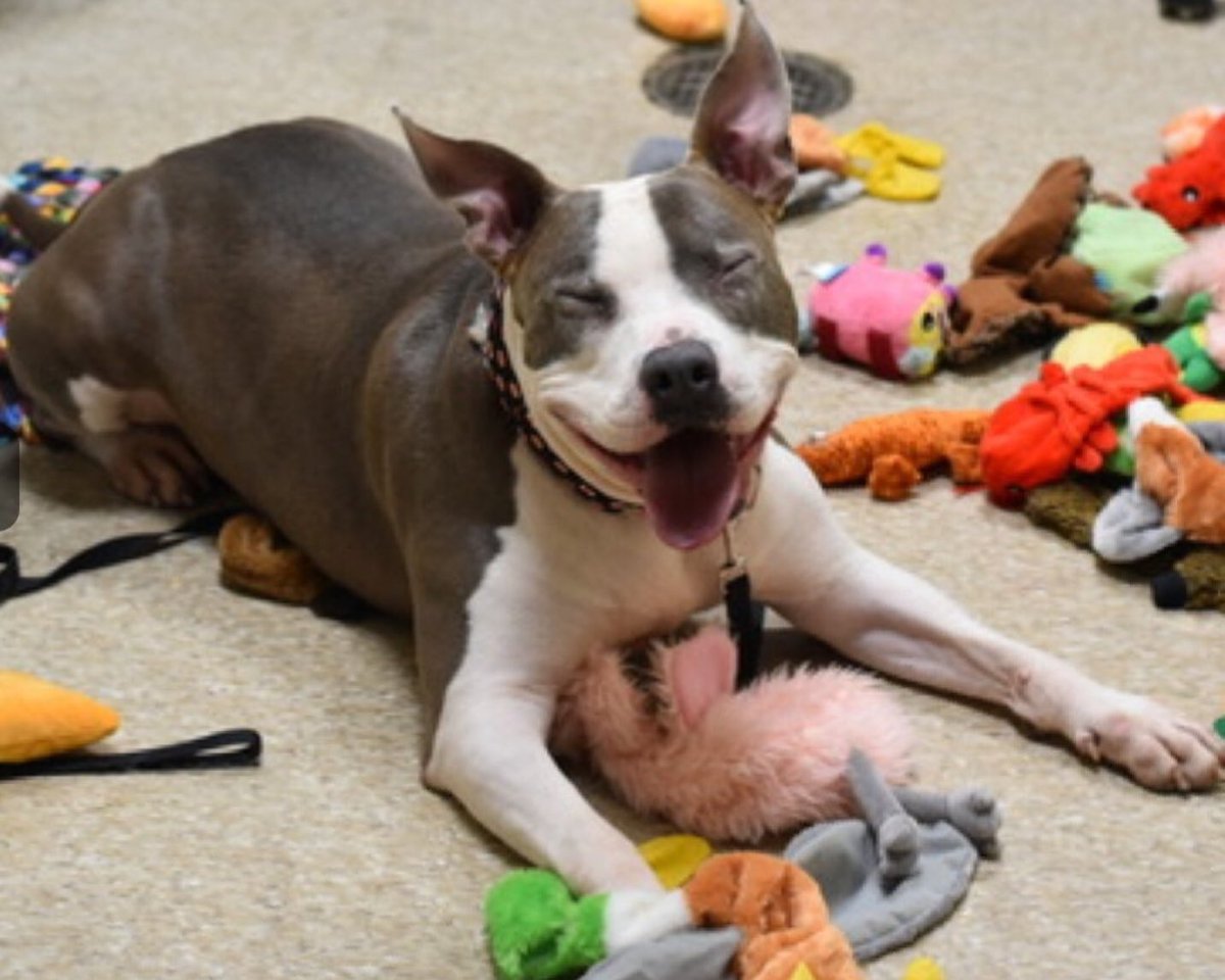 venetianblonde's tweet photo. Patrick lived with and loves children and cats. He’d prefer not to live with other dogs. He adores humans and playtimes, and must get out of the @NYCACC today. ACC volunteers love him, and he has great pledges. Adopt him, rescue him, pledge $ for him, share this. He must live.
RT https://t.co/moJEjuFlk7