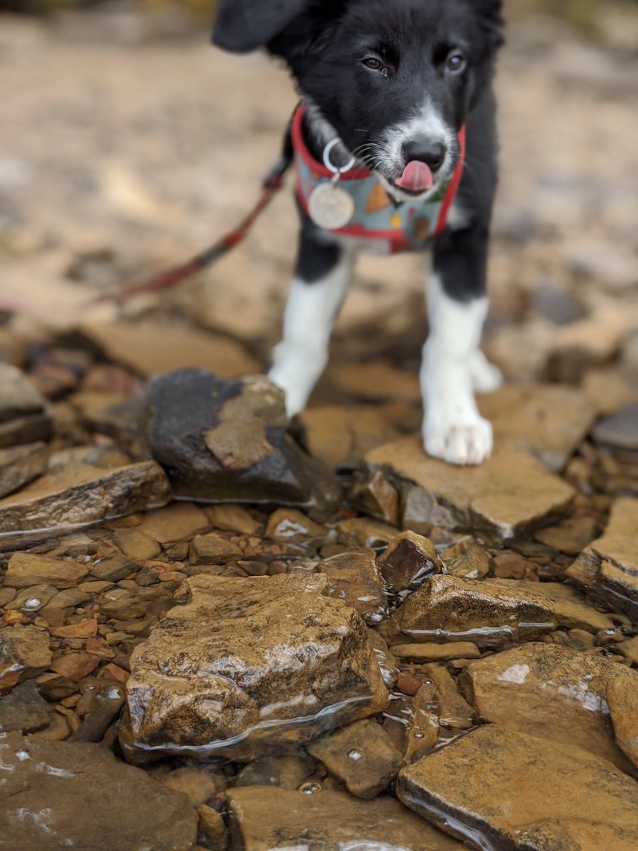 banditthebc's tweet photo. Puppy on the shore. https://t.co/P5G0rCFk7H