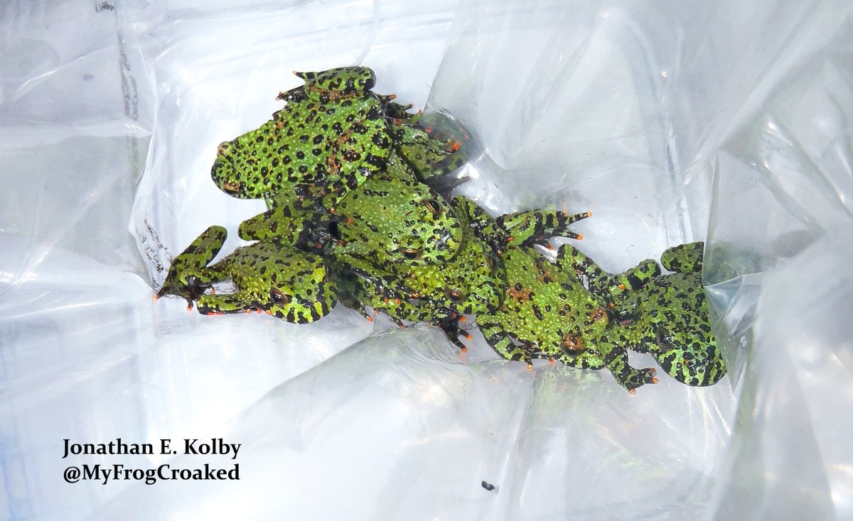 For example, millions of Fire-bellied Toads (Bombina orientalis) have been imported to the US in recent years without disease screening. Yet, they're a known potential vector of  #salamander  #chytrid. People often assume, "If it's legal, then it's ok"  #WildlifeTrade  #SciComm (4/N)