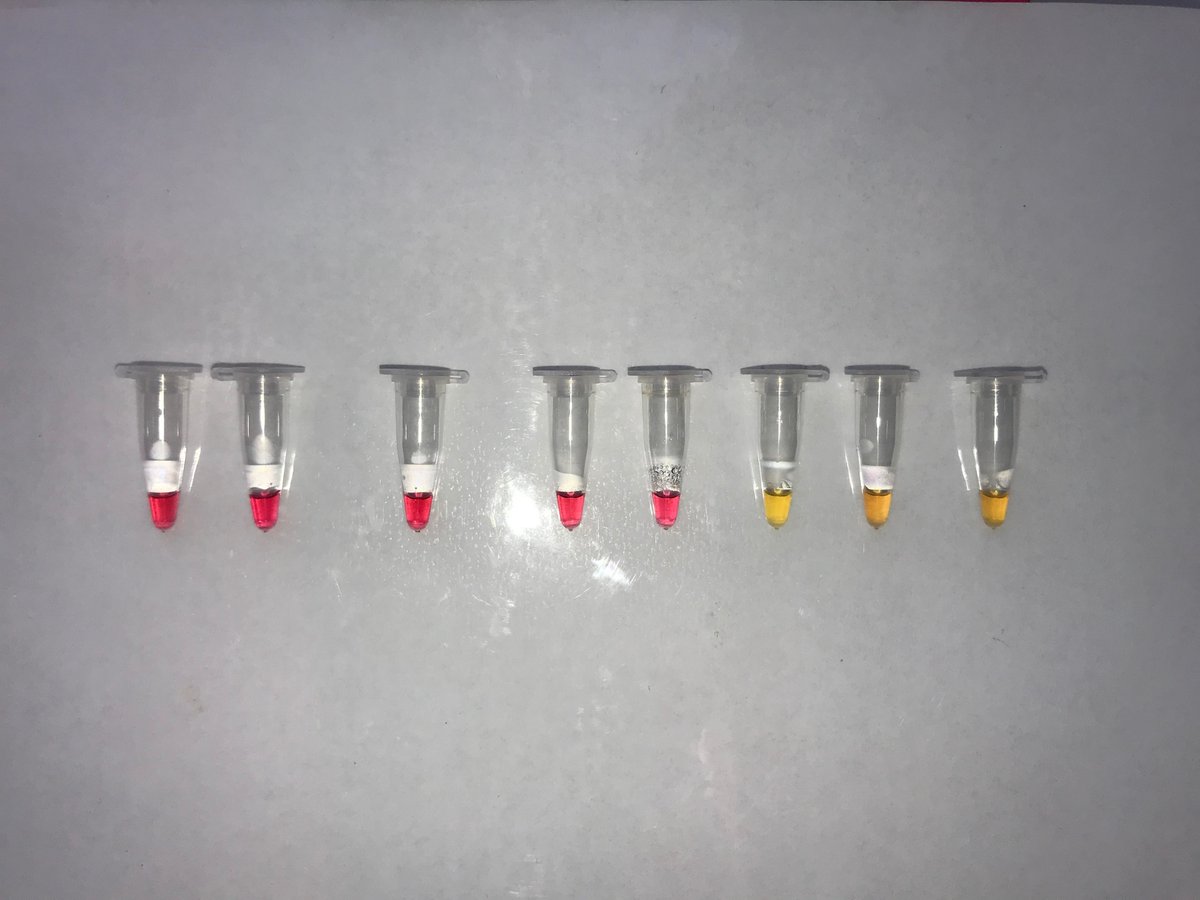 TUNATECHCHRIS's tweet photo. "Game- Changer" Early Sturgeon Sex Discrimination (ESSD) diagnostic from TUNATECH will revolutionize Caviar Production. From Finclip DNA to result in 30 Minutes without complicated instrumentation! https://t.co/oVJVRtd0Zd
