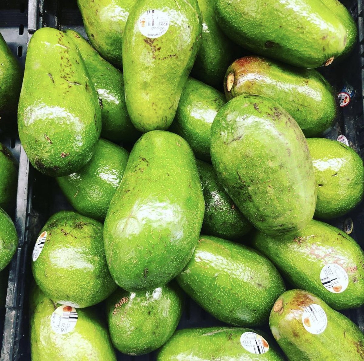 | #ProductosDominicanos 🇩🇴|República Dominicana es el segundo productor mundial de aguacates, después de México. Destínanos 500 mil tareas de siembra de la fruta a nivel nacional lo que permitido su exportación por encima de los 60 millones de dólares. #RDPorLoAlto🇩🇴