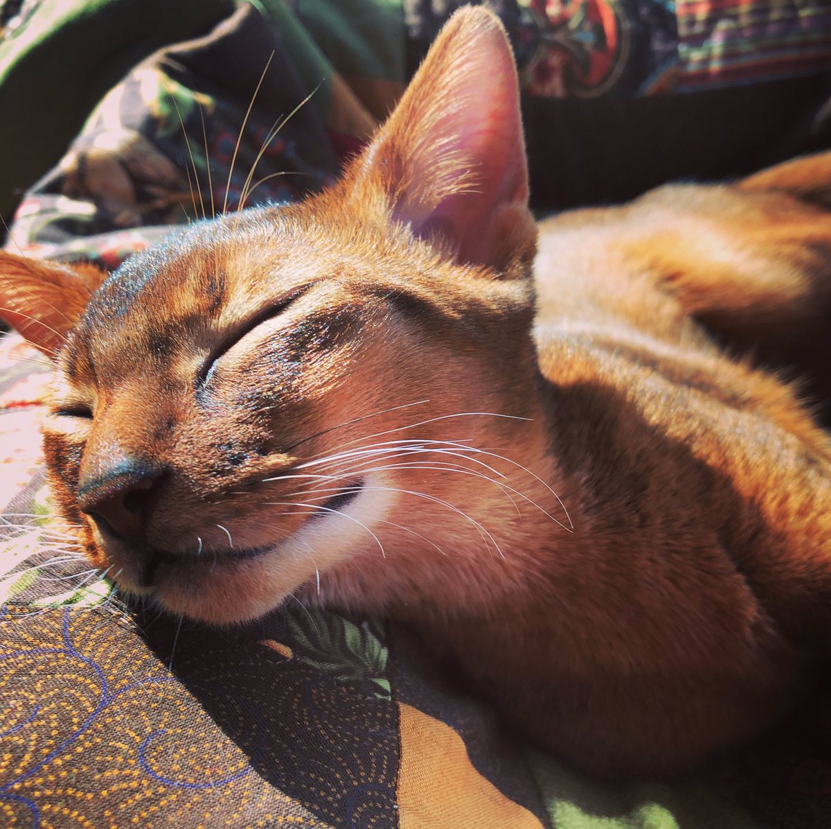 chardonay's tweet photo. While visions of sugar plums danced through her head #cats #catsofinstagram #abyssinianCats #whiskersWednesday https://t.co/22VP0Bbj7t