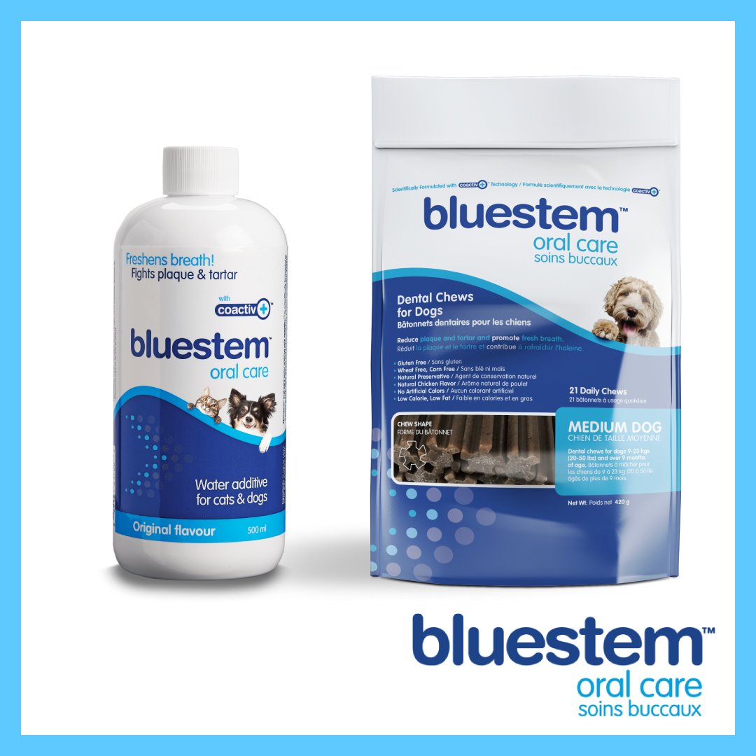 bluestempets's tweet photo. Our favourite combination of #bluestem products is the Water Additive and Dental Chews. One of the easiest and hassle-free combinations. What is your favourite combination?

You can check out other combinations on our website: https://t.co/NWvahxvMBP https://t.co/zfEOrnLMwg