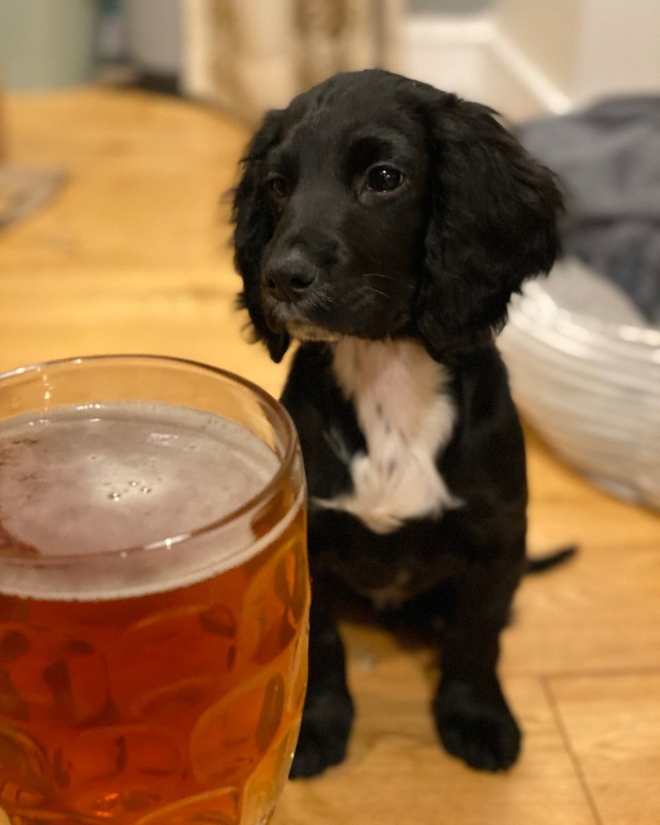 SambrooksBrew's tweet photo. FEELGOOD NEWS ALERT!

Some wonderful customers of ours have recently got themselves this gorgeous puppy.

And they've only gone and called him Wandle!

Look at his little face. 🍻 🍻 🍻

#beer #sambrooks #wandle #dogsofinstagram
#dogsofinsta #craftbeer @tania_robinson_art https://t.co/CtYcpy9dS8