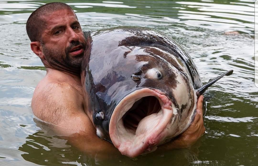 itv4MonsterCarp's tweet photo. The latest, and most epic, series of @itv4monstercarp ...... Series 5 is being REPEATED on ITV4 starting Tonight, Tune in at 7.30pm to enjoy episode 1, the 90 minute long 🇹🇭Thailand special.
-
-
-
-
-
@alihamidi @TomDove11
@neilspoons @MainlineBaits @kordaofficial @DelkimLtd https://t.co/QCkmfUijOG