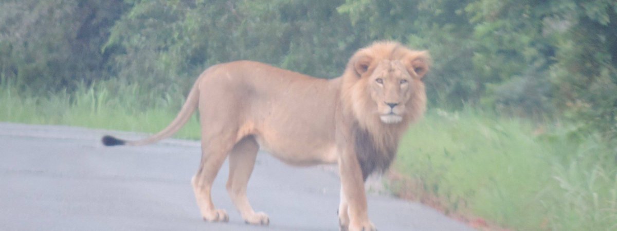 Do you know: Lions can sleep for up to 20 hours a day &amp; can go 4 days without water but need to eat everyday &amp; are the most social of all the big cat species in the world.

Yankari Game Reserve &amp; Kainji Lake National Park are the only two sites in Nigeria with remaining Lions.