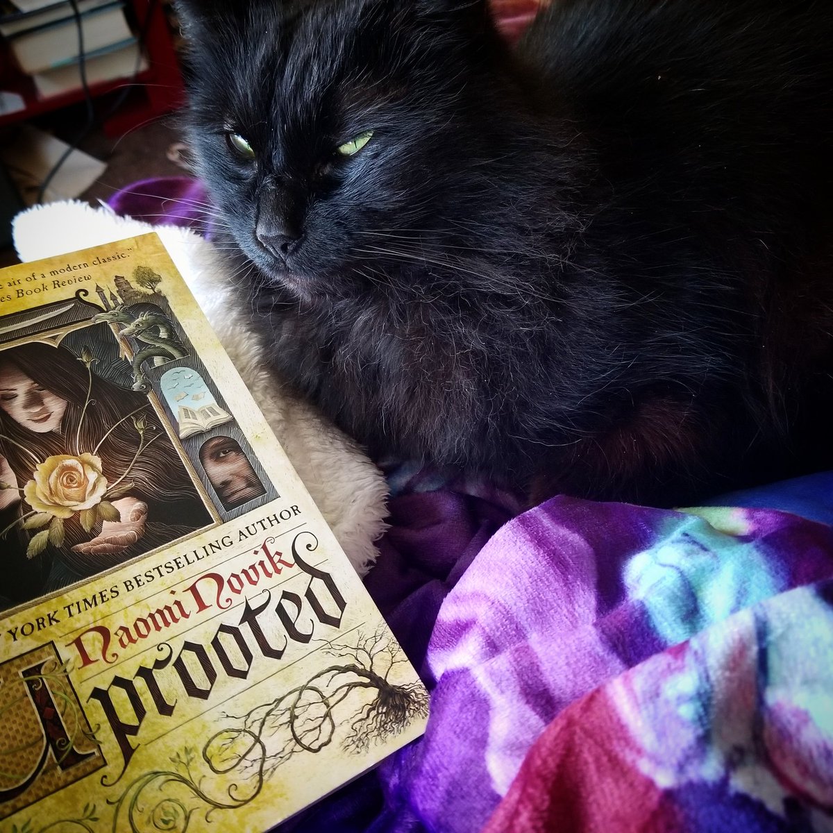 It's my Birthday so I'm just chilling and reading Uprooted by Naomi Novick with my cat Bookie 🥳🎂