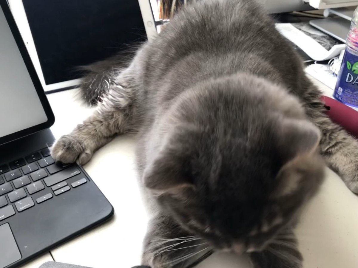 jazzyjosee's tweet photo. @DaveConabree We will find the office quite boring without all those distractions. Nothing cuter than seeing a toddler or a pet show up on the screen when we are in a meeting! #BenefitsOfWorkingFromHome https://t.co/FuSomGJGK8